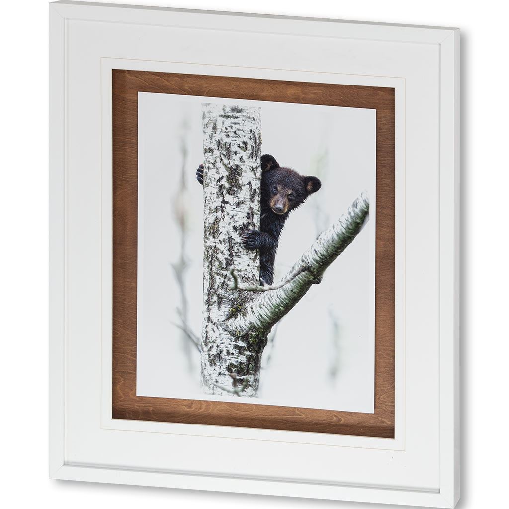 Bears at Play V by PHBurchett a Framed Photo Art Print Matted under Glass from Mercana - Luna Furniture
