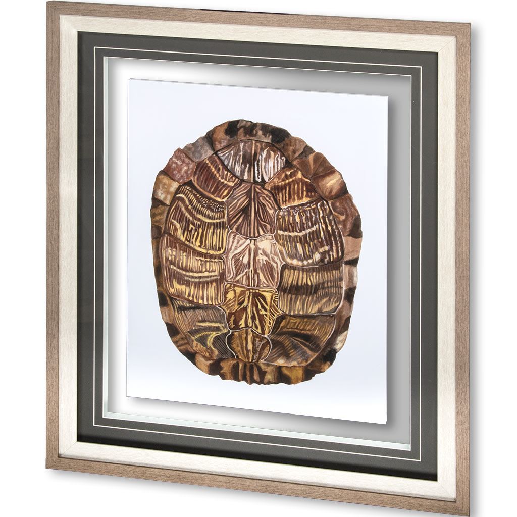 Tortoise Shell Detail I by Naomi McCavitt a Framed Art Print Matted under Glass from Mercana - Luna Furniture