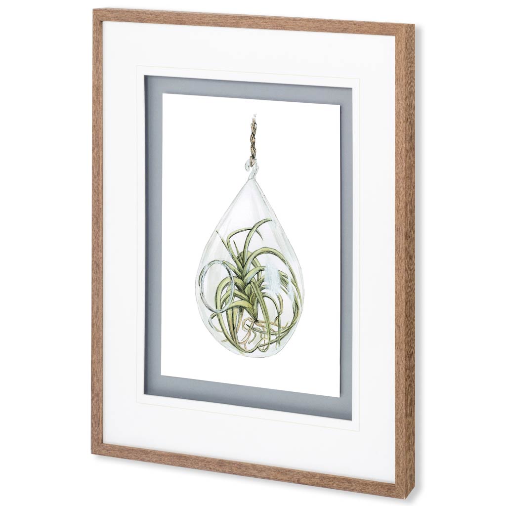 Air Plant 3 by Harvey, Brenna a Framed Art Print Matted under Glass from Mercana - Luna Furniture