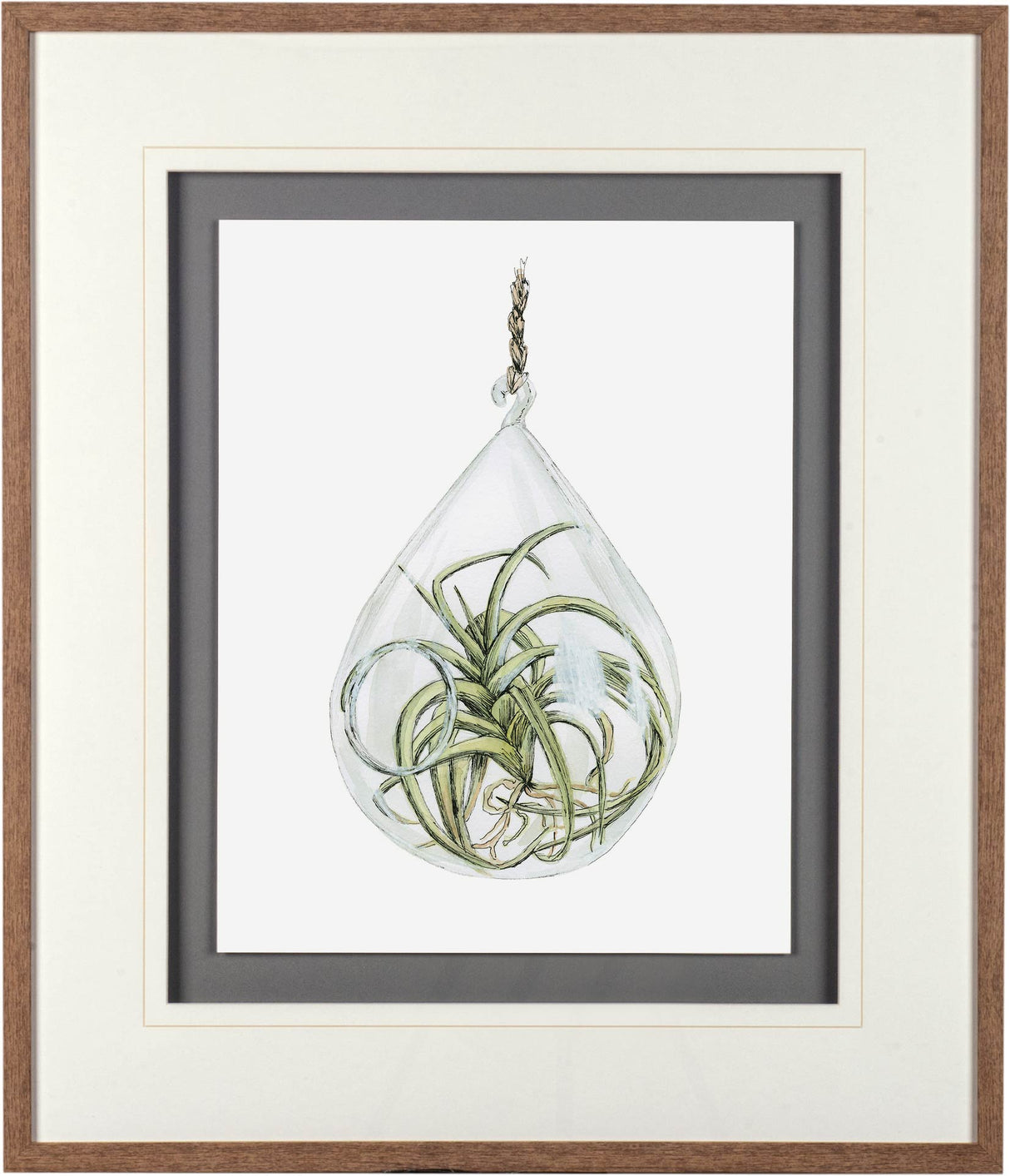 Air Plant 3 by Harvey, Brenna a Framed Art Print Matted under Glass from Mercana - Luna Furniture