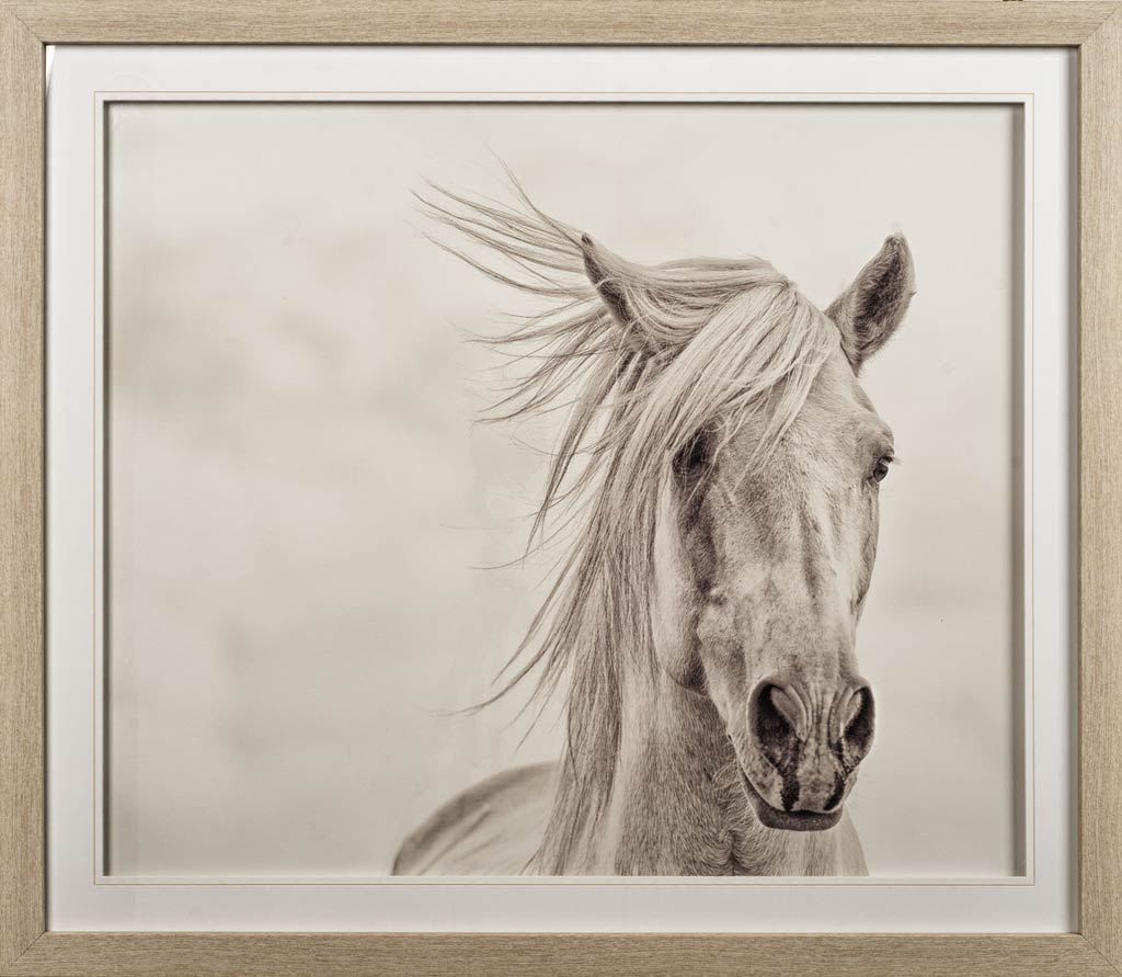 Custom Wind Blown Mane I (MC) by PHBurchett a Framed Photo Art Print Matted under Glass from Mercana - Luna Furniture
