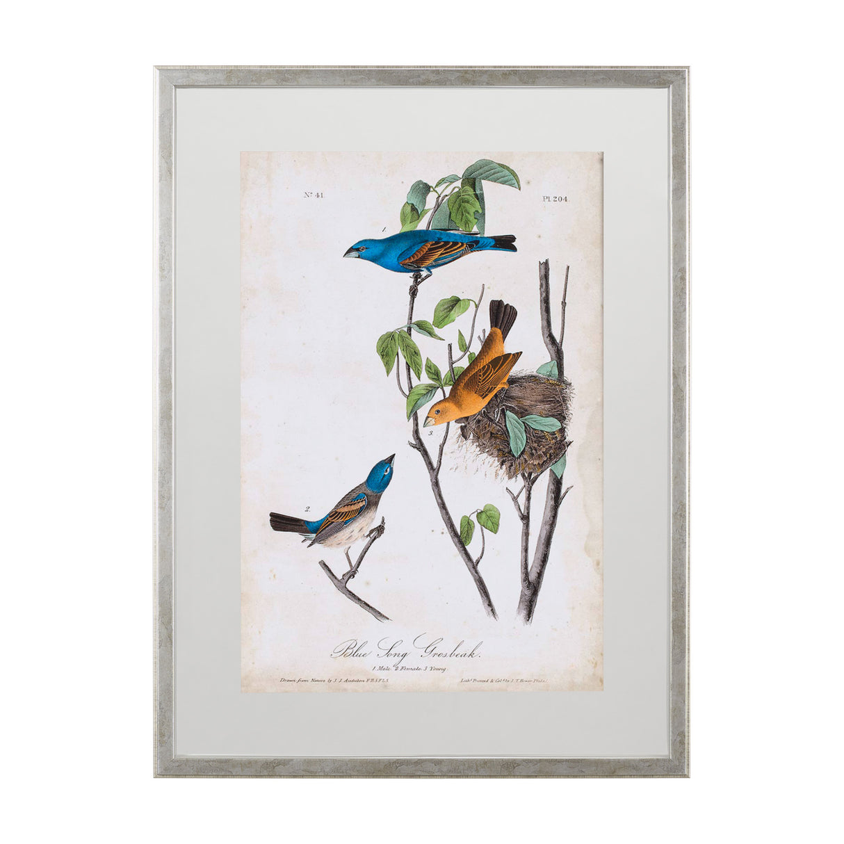 Custom Blue Song Grosbeak (MC) by Audubon a Framed Art Print Matted under Glass from Mercana - Luna Furniture