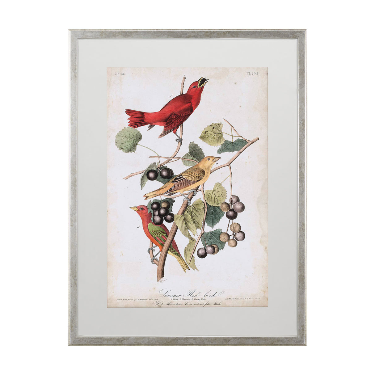 Summer Red Bird by John James Audubon a Framed Art Print Matted under Glass from Mercana - Luna Furniture