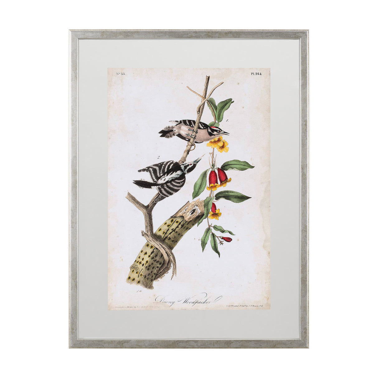 Downy Woodpecker by John James Audubon a Framed Art Print Matted under Glass from Mercana - Luna Furniture