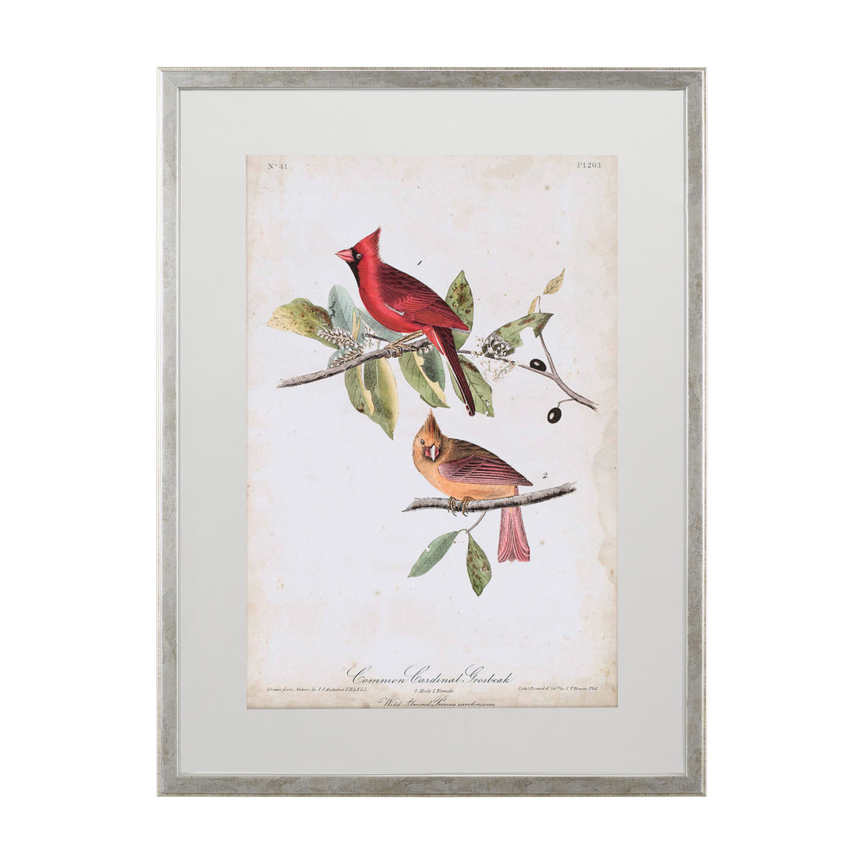 Common Cardinal Grosbeak by John James Audubon a Framed Art Print Matted under Glass from Mercana - Luna Furniture