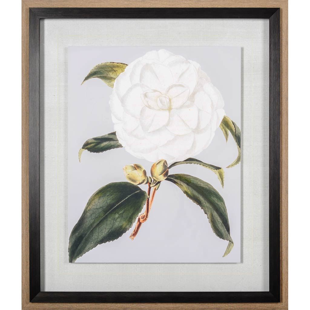 Camellia Japonica I by Vision Studio a Hand Embellished Textured Framed Art Print Matted under Glass from Mercana - Luna Furniture