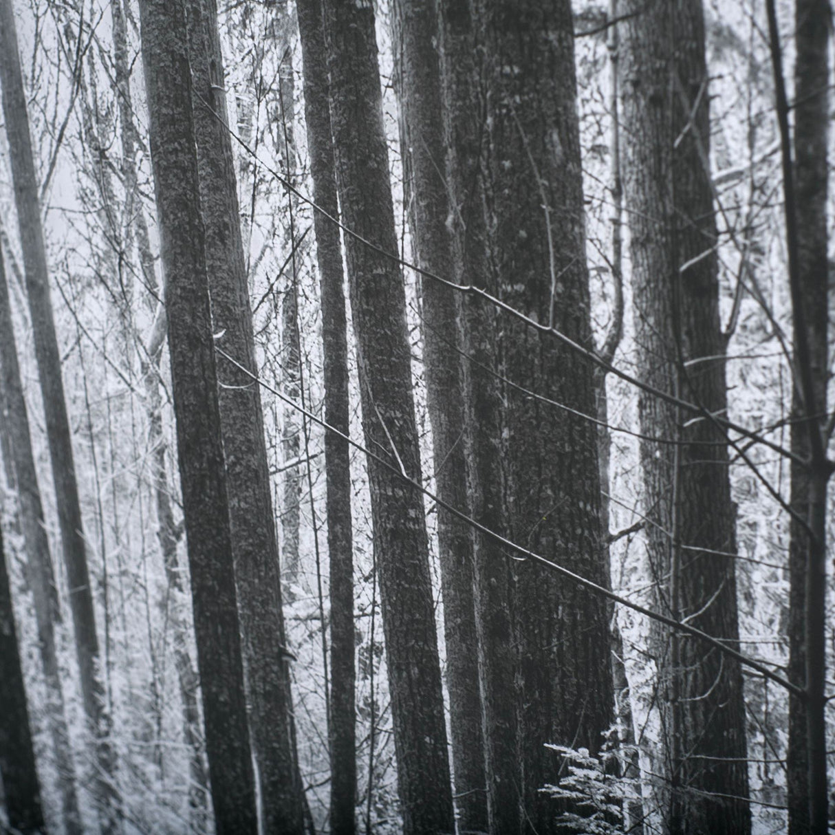 Lowland Winter Forest No 13, Tiger Mountain by Bisig, Steve a Framed Photo Art Print Matted under Gl from Mercana - Luna Furniture