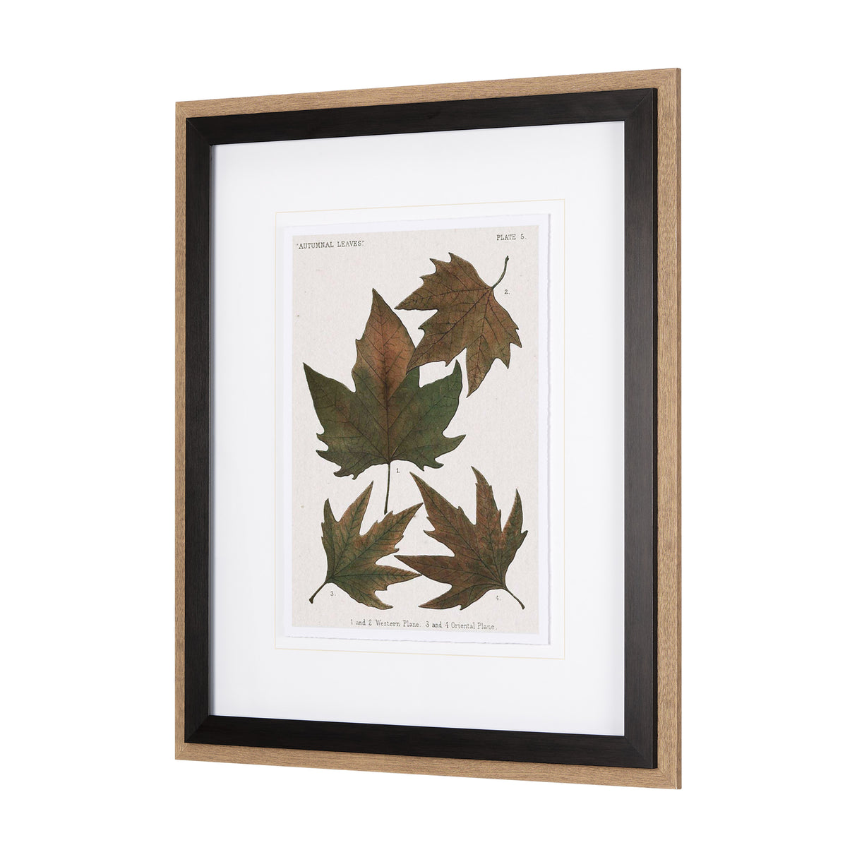 Autumnal Leaves IV by Vision Studio a Framed Art Print Matted under Glass from Mercana - Luna Furniture