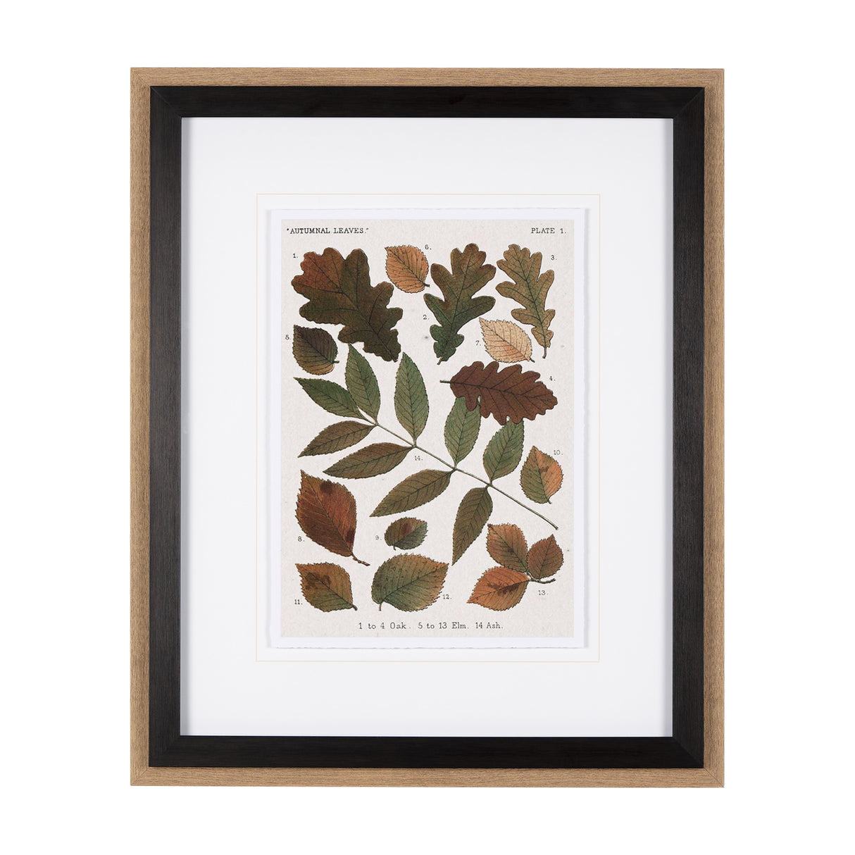 Autumnal Leaves V by Vision Studio a Framed Art Print Matted under Glass from Mercana - Luna Furniture