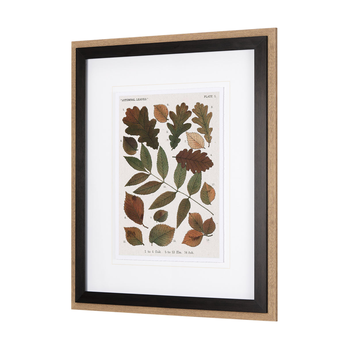 Autumnal Leaves V by Vision Studio a Framed Art Print Matted under Glass from Mercana - Luna Furniture