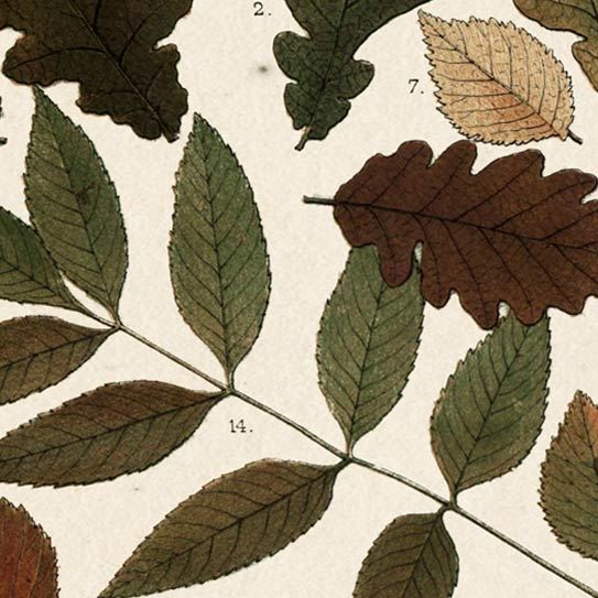 Autumnal Leaves V by Vision Studio a Framed Art Print Matted under Glass from Mercana - Luna Furniture