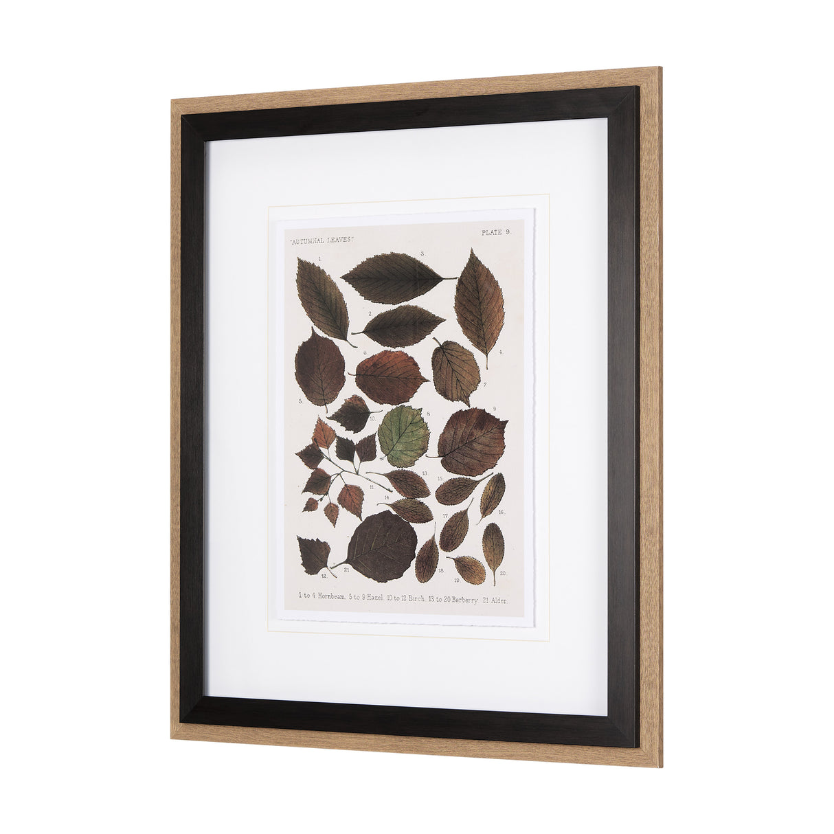 Autumnal Leaves VI by Vision Studio a Framed Art Print Matted under Glass from Mercana - Luna Furniture