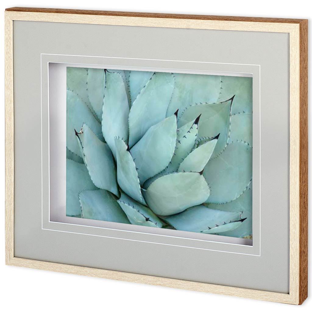 Agave Detail IV by Alison Jerry a Framed Photo Art Print Matted under Glass from Mercana - Luna Furniture
