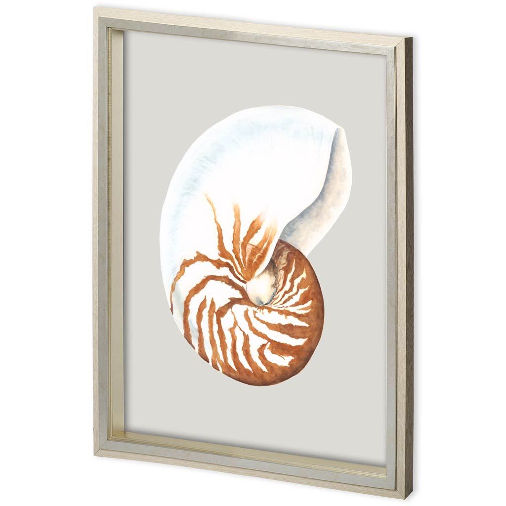 Custom Spider Conch by Maleki, Ferdos a Framed Art Print Matted under Glass from Mercana - Luna Furniture