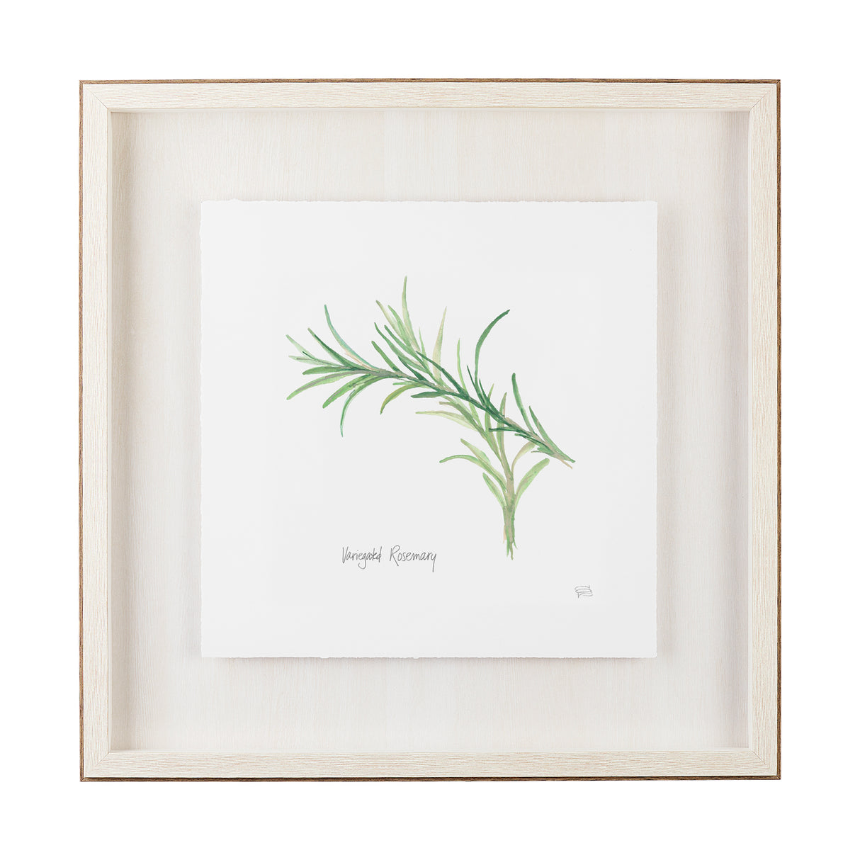 Variegated Rosemary v2 by Chris Paschke a Framed Art Print Matted under Glass from Mercana - Luna Furniture