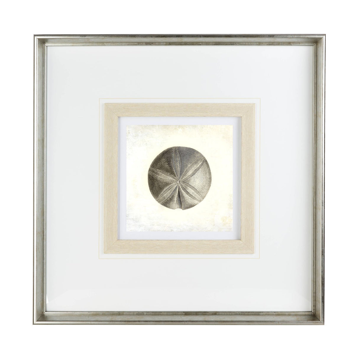 Vintage Sand Dollar by Mercana Studio a Framed Art Print Matted under Glass from Mercana - Luna Furniture
