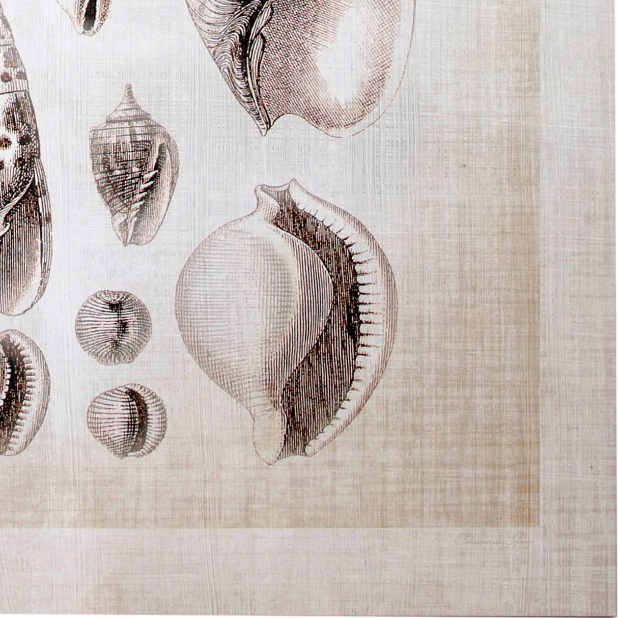 Ocean Shell Collection I by Christopher James a Hand Embellished Textured Canvas from Mercana - Luna Furniture