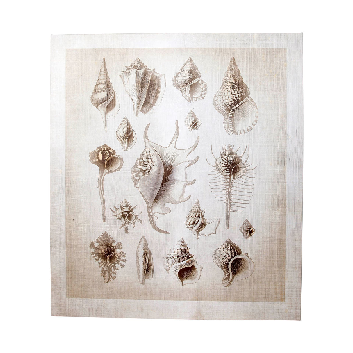 Ocean Shell Collection II by Christopher James a Hand Embellished Textured Canvas from Mercana - Luna Furniture
