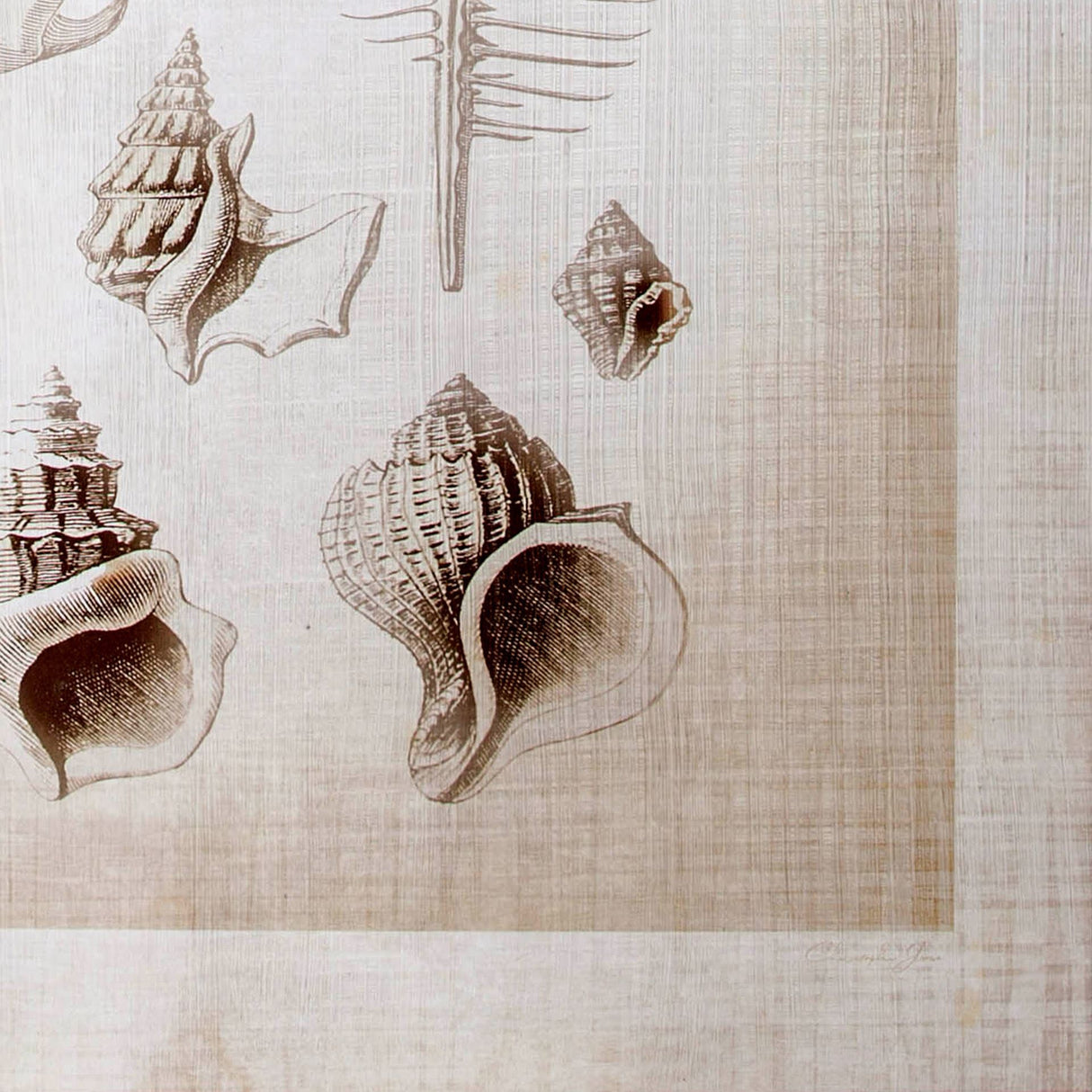 Ocean Shell Collection II by Christopher James a Hand Embellished Textured Canvas from Mercana - Luna Furniture