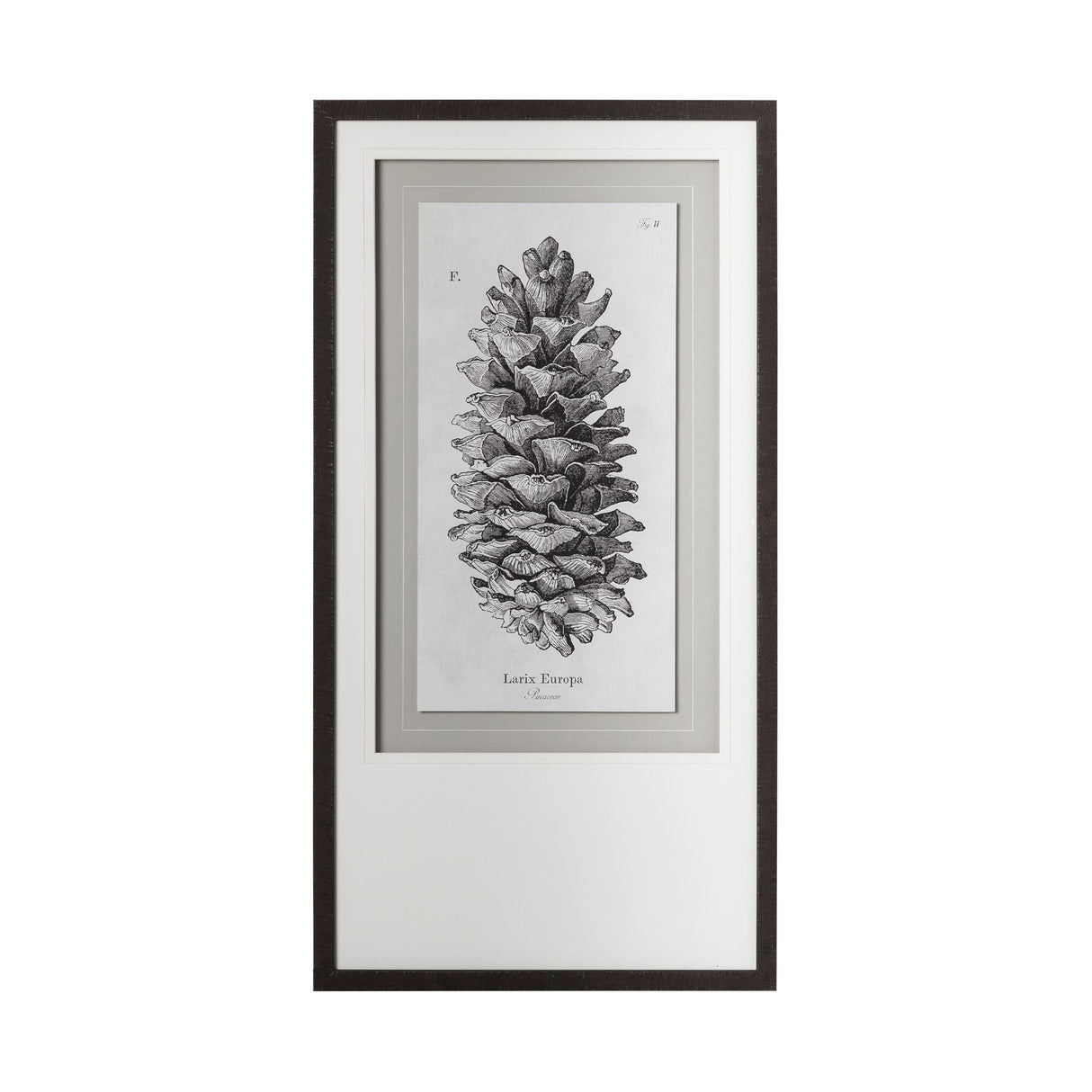 Larix Europa by Maria Mendez a Framed Art Print Matted under Glass from Mercana - Luna Furniture