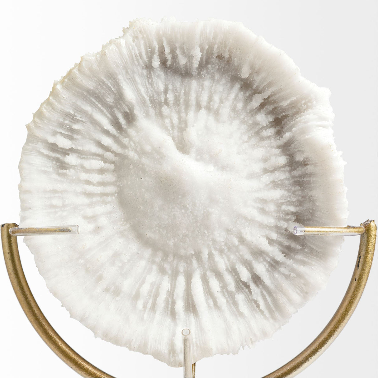 Sandy III (Large) 8L x 4W White Coastal Sand Dollar Object from Mercana - Luna Furniture