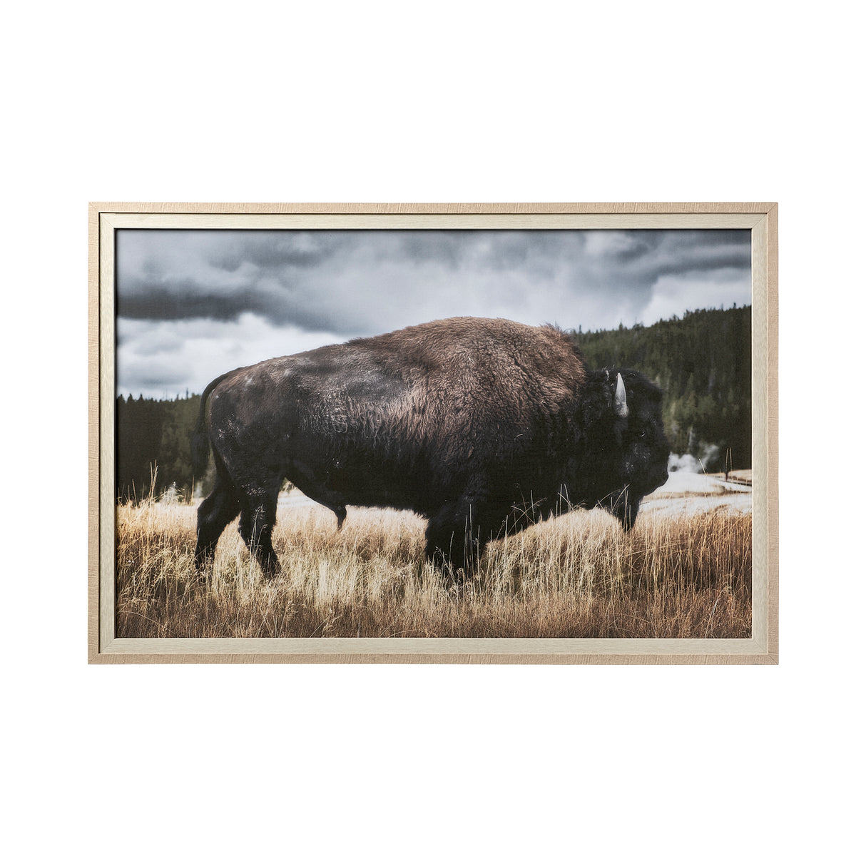 Yellowstone Bison by Dunker a Framed Photo Art Print Matted under Glass from Mercana - Luna Furniture