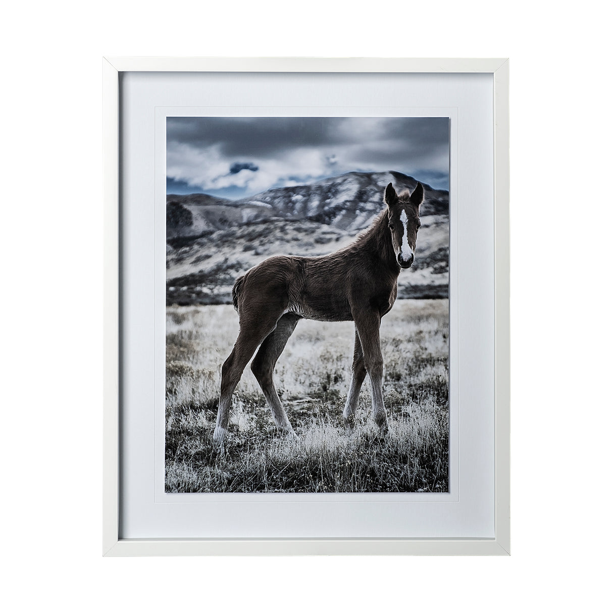 Horse 3 by Dunker a Framed Photo Art Print Matted under Glass from Mercana - Luna Furniture