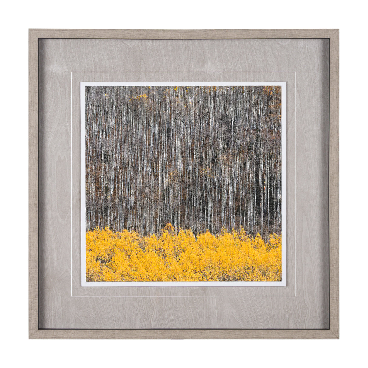 Aspen Trees 4 by Jamie Cook a Hand Embelished Textured Framed Photo Art Print Matted under Glass from Mercana - Luna Furniture