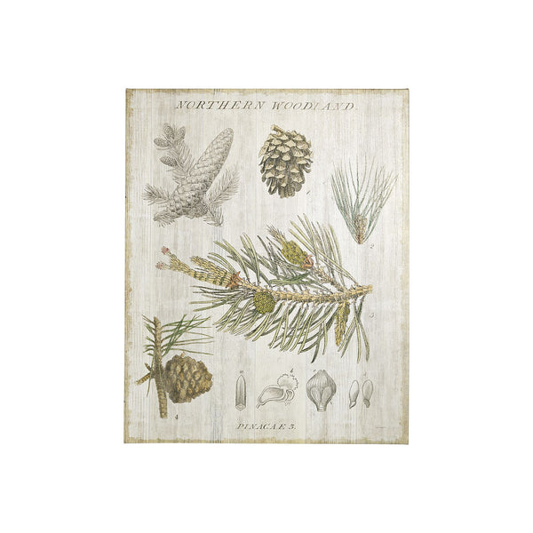 Woodland Chart III by Sue Schlabach a Hand Embellished Textured Canvas