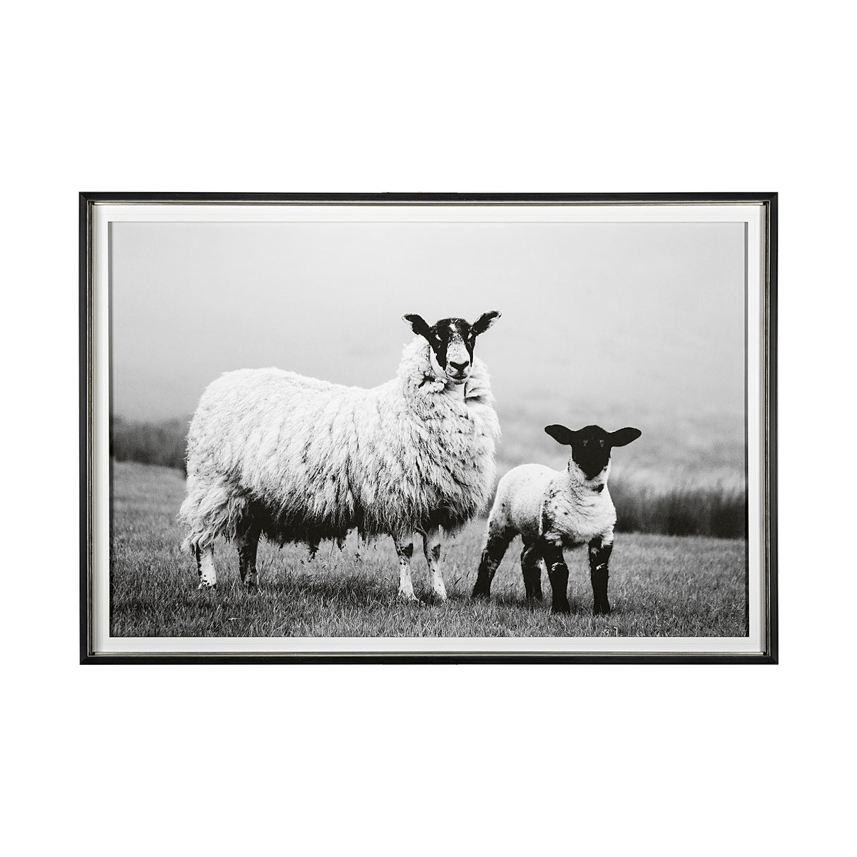 Islay Sheep I by Laura Marshall a Framed Photo Art Print Matted under Glass from Mercana - Luna Furniture