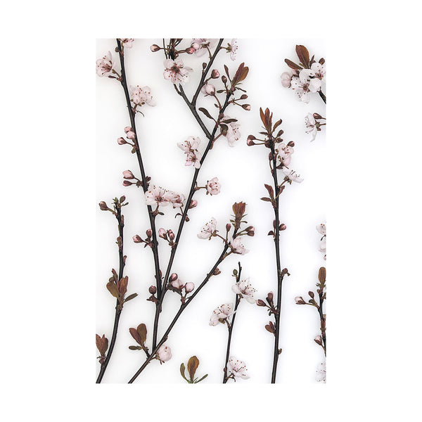 Budding Blossom by Frank Assaf a Hand Embellished Textured Canvas