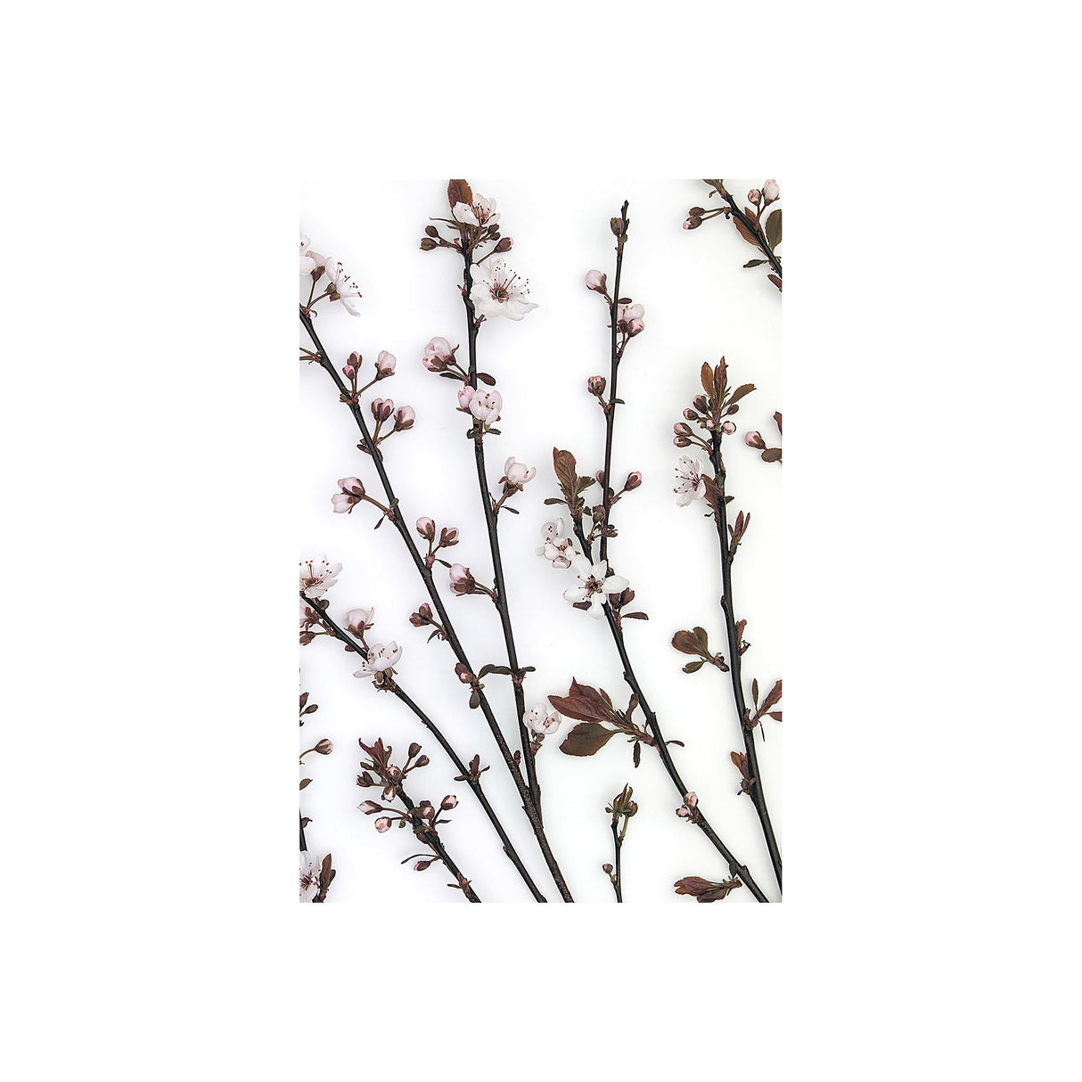 Budding Blossom by Frank Assaf a Hand Embellished Textured Canvas from Mercana - Luna Furniture