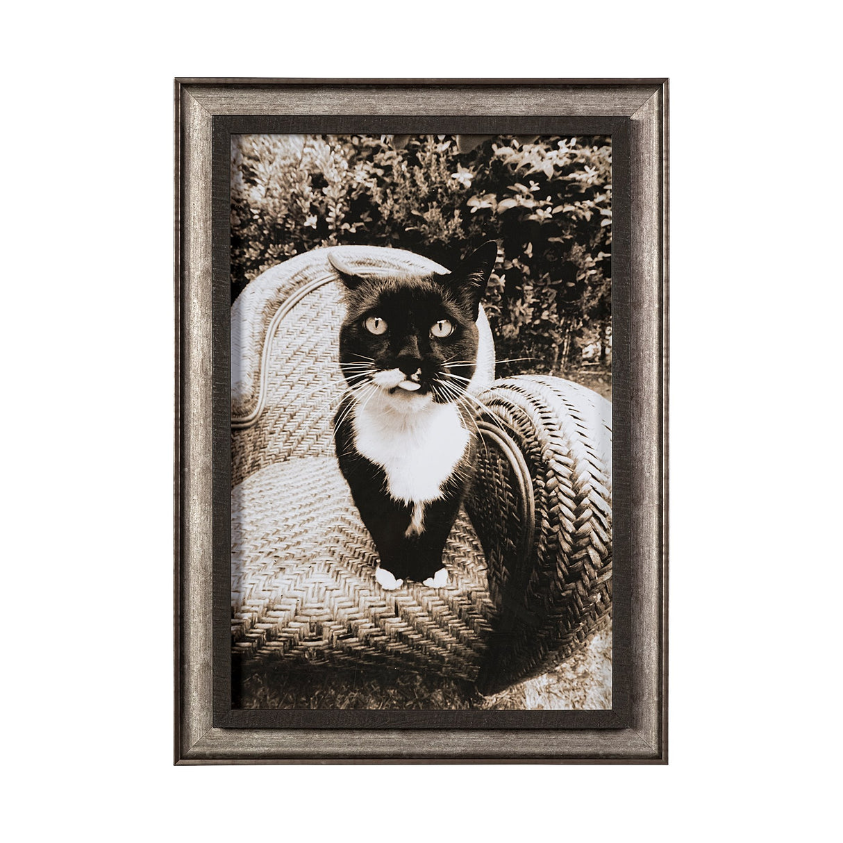Kitty I by Jim Drafield a Framed Photo Art Print from Mercana - Luna Furniture