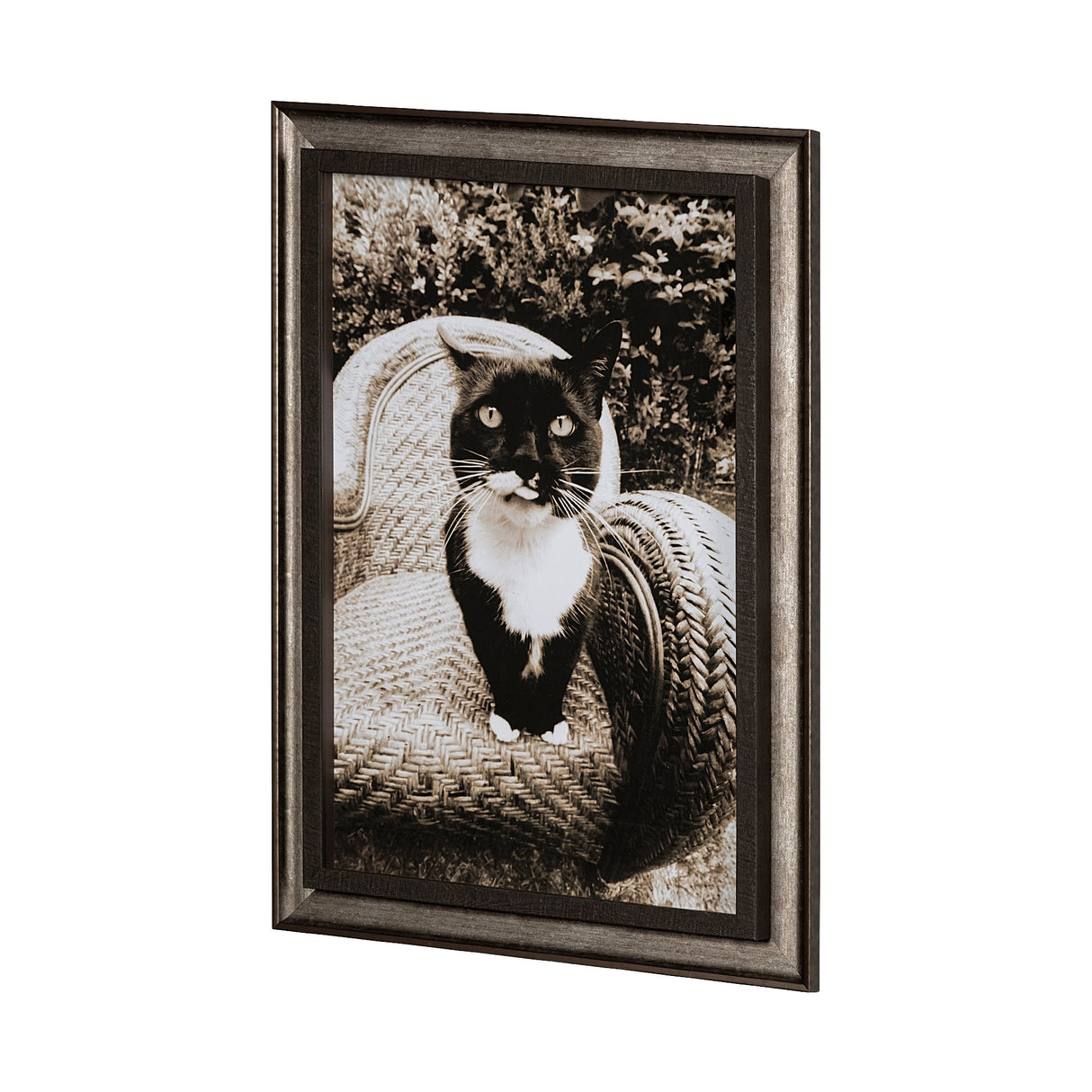 Kitty I by Jim Drafield a Framed Photo Art Print from Mercana - Luna Furniture