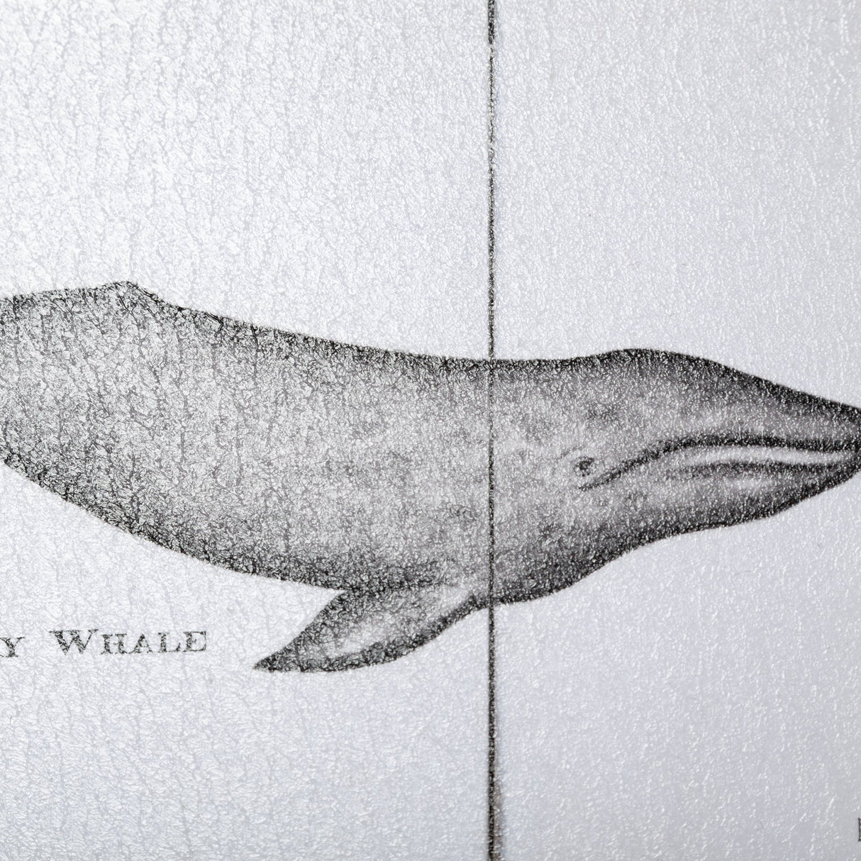 Narwhal by Mercana Studio a Hand Embellished Textured Framed Art Print from Mercana - Luna Furniture