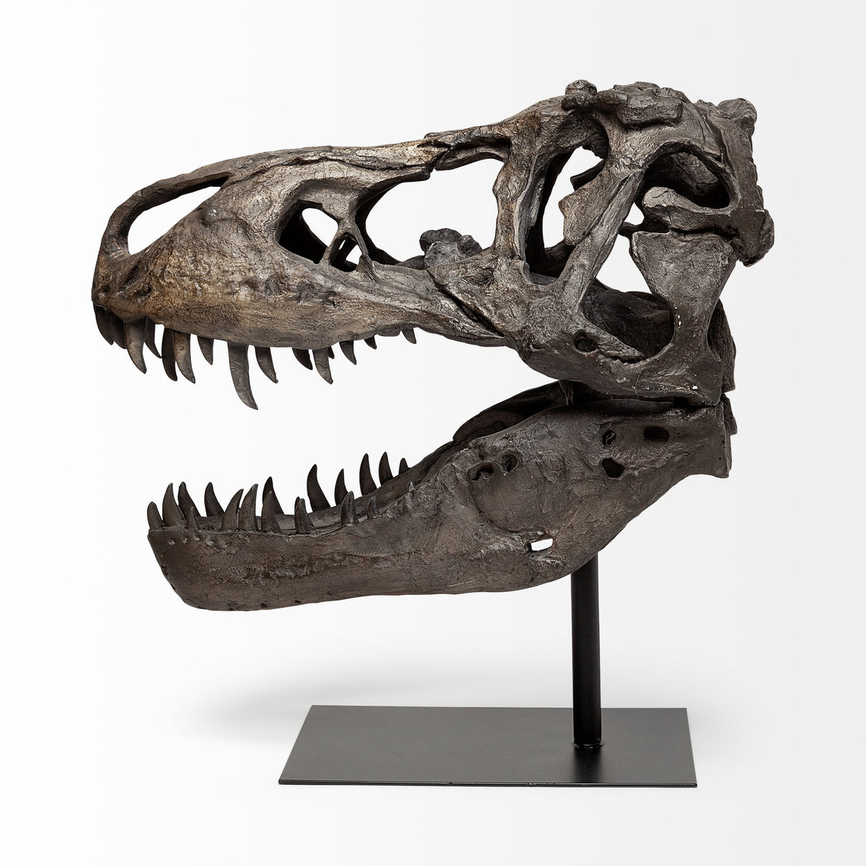 Lagrane 19L x 11W Brown Resin Tyrannosaurus T Rex Dinosaur Skull Replica from Mercana - Luna Furniture
