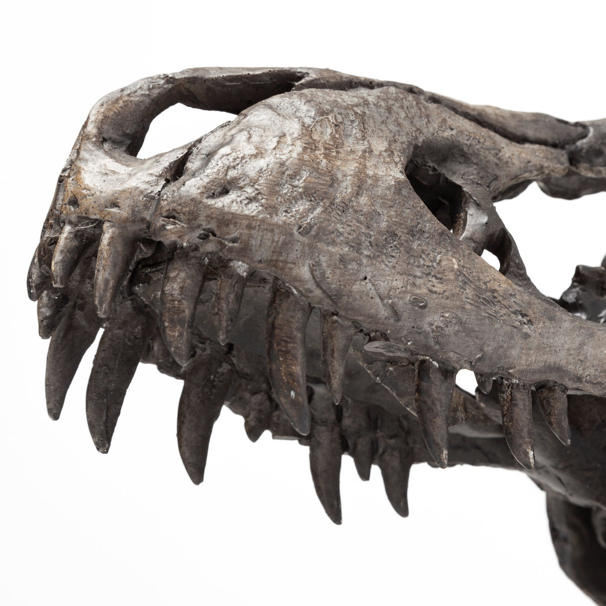 Jurassic 6L x 10W Brown Resin Tyrannosaurus Skull Replica from Mercana - Luna Furniture