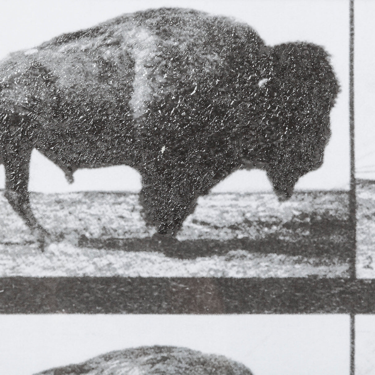 Buffalo Walking by Eadweard Muybridge Hand Embellished Textured Framed Art Print Matted under Glass from Mercana - Luna Furniture