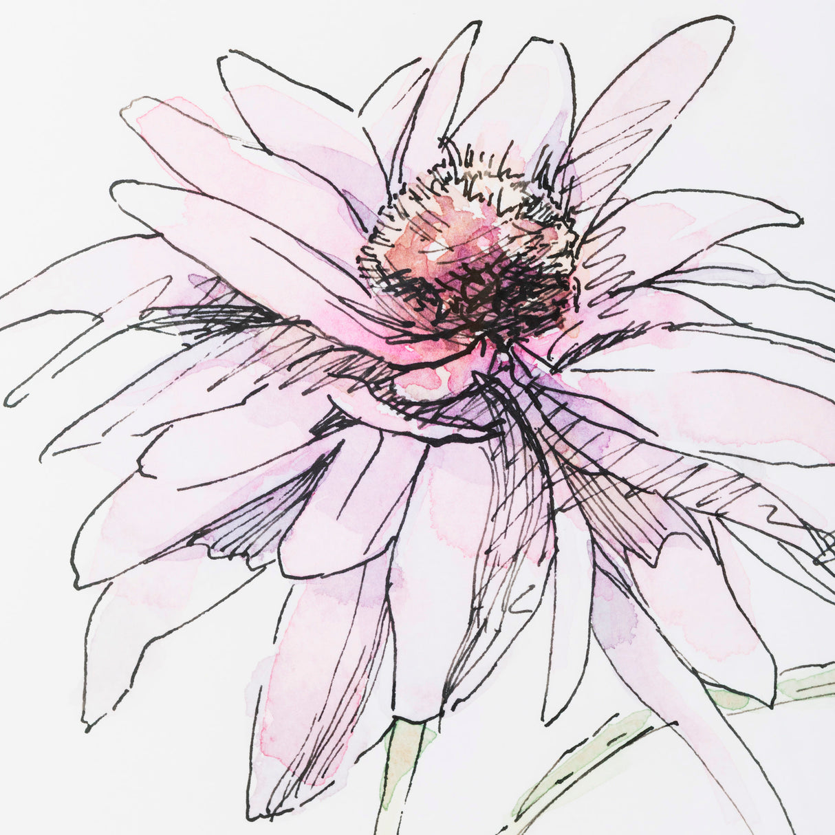Echinacea I by Panpan Zhang a Framed Art Print Matted under Glass from Mercana - Luna Furniture