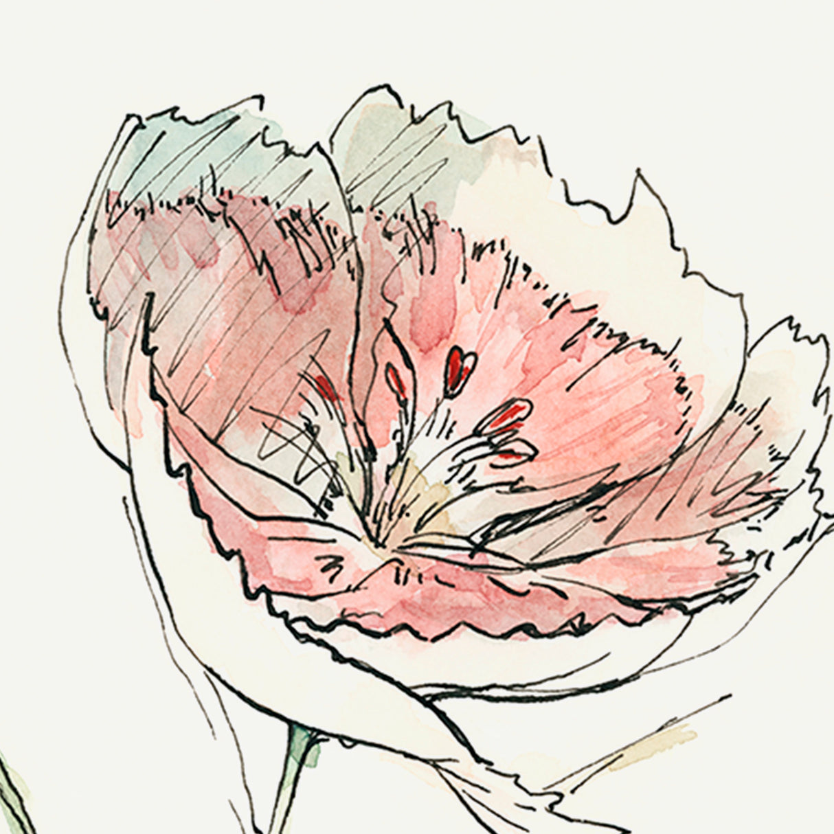 Dianthus II by Panpan Zhang a Framed Art Print Matted under Glass from Mercana - Luna Furniture