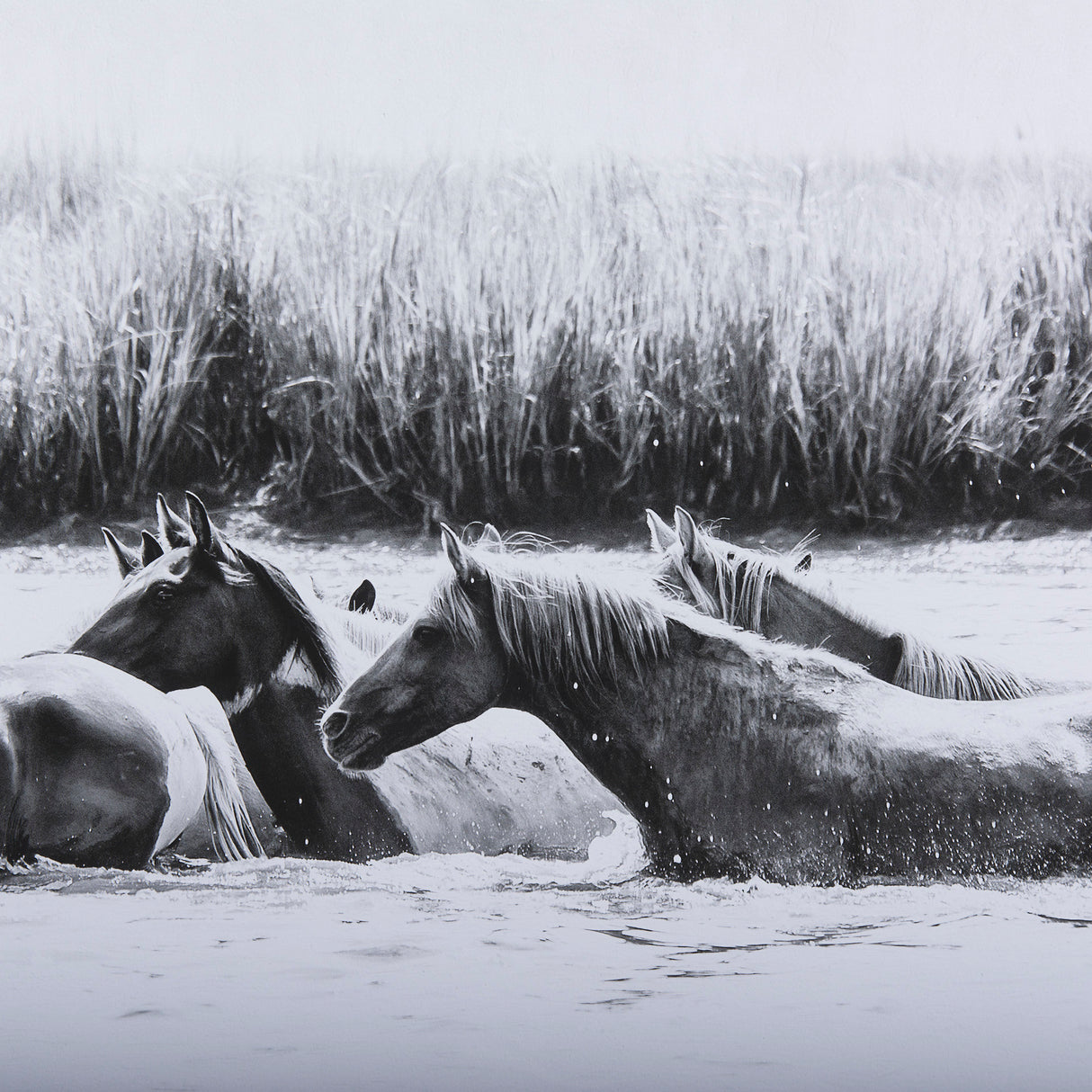 Water Horses III by PHBurchett a Framed Photo Art Print Matted under Glass from Mercana - Luna Furniture