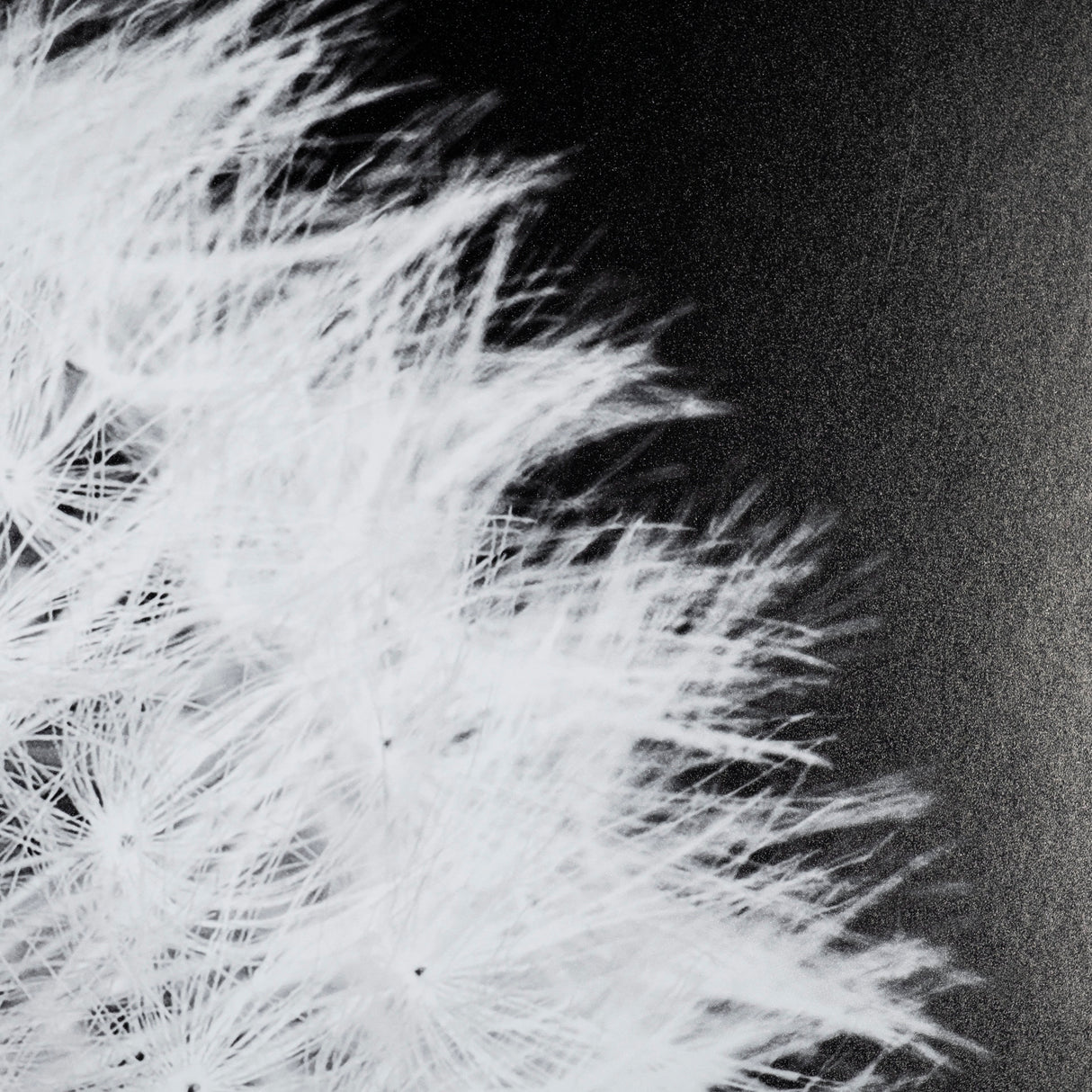 Dandelion on Black I by Aledanda a Framed Photo Art Print Matted under Glass from Mercana - Luna Furniture