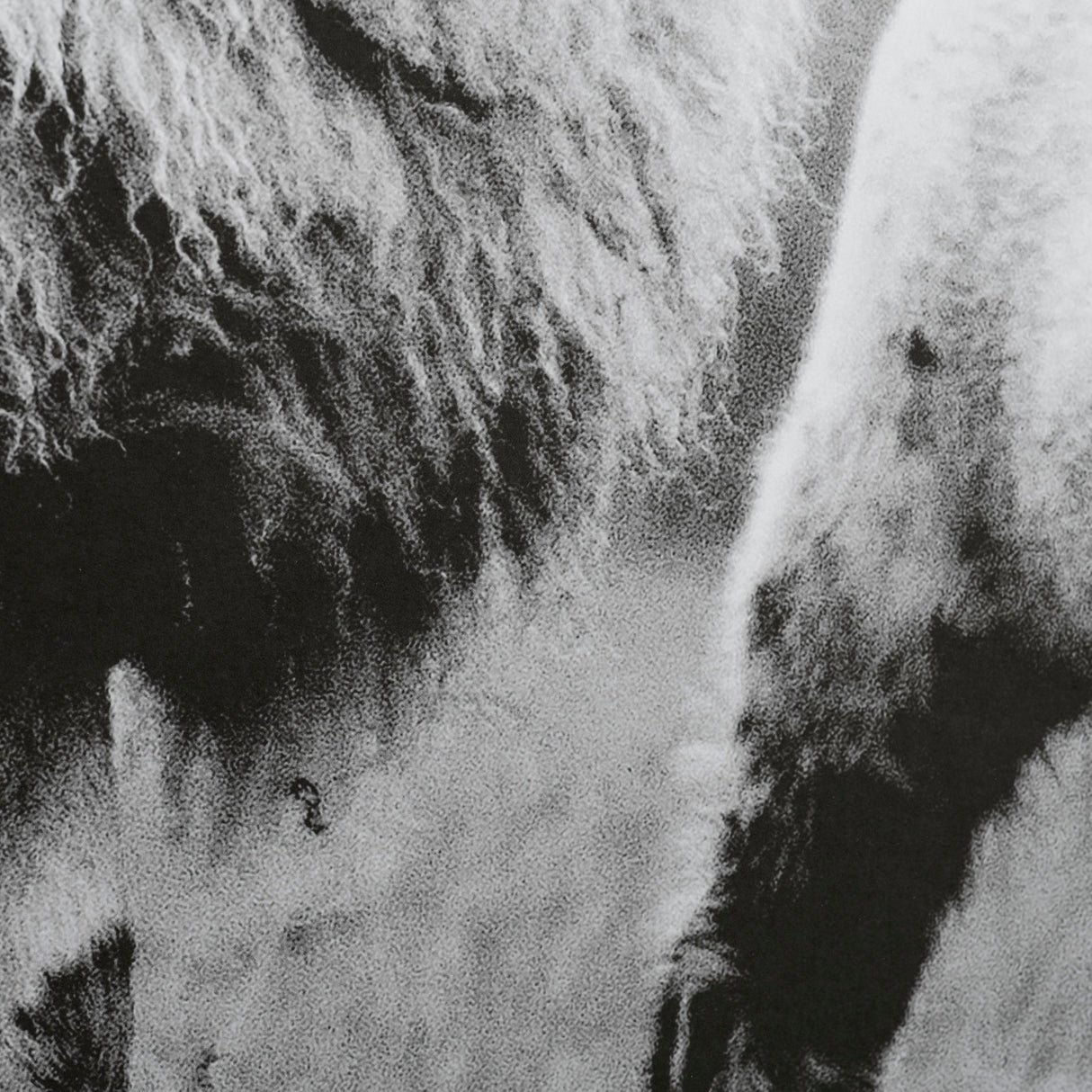 Islay Sheep I by Laura Marshall a Framed Photo Art Print Matted under Glass from Mercana - Luna Furniture
