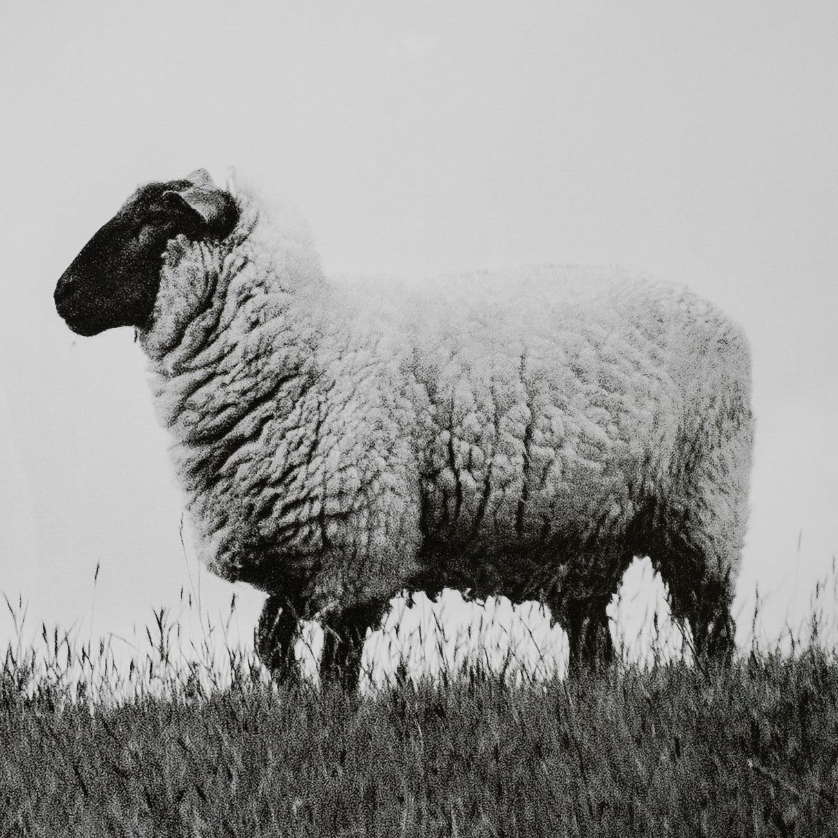 Islay Sheep II by Laura Marshall a Framed Photo Art Print Matted under Glass from Mercana - Luna Furniture
