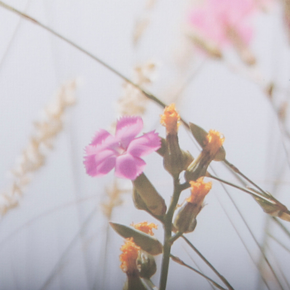 Wildflower Fade - L by Mercana Studio a Framed Photo Art Print Matted under Glass from Mercana - Luna Furniture
