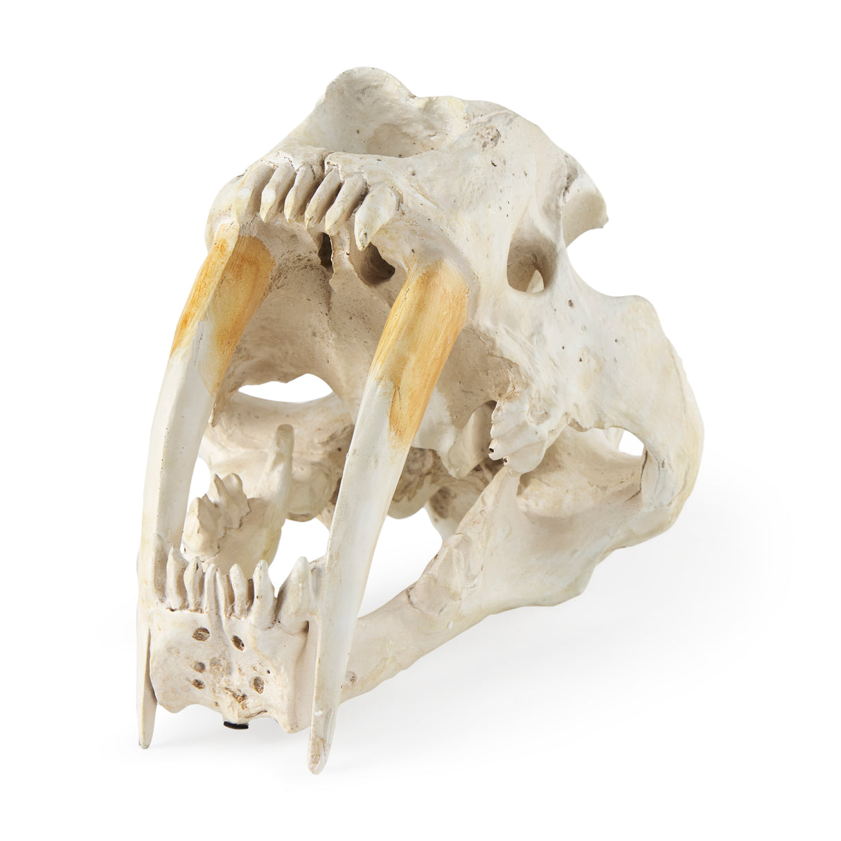 Fozzil 9L x 9W Resin Sabretooth Skull Replica from Mercana - Luna Furniture