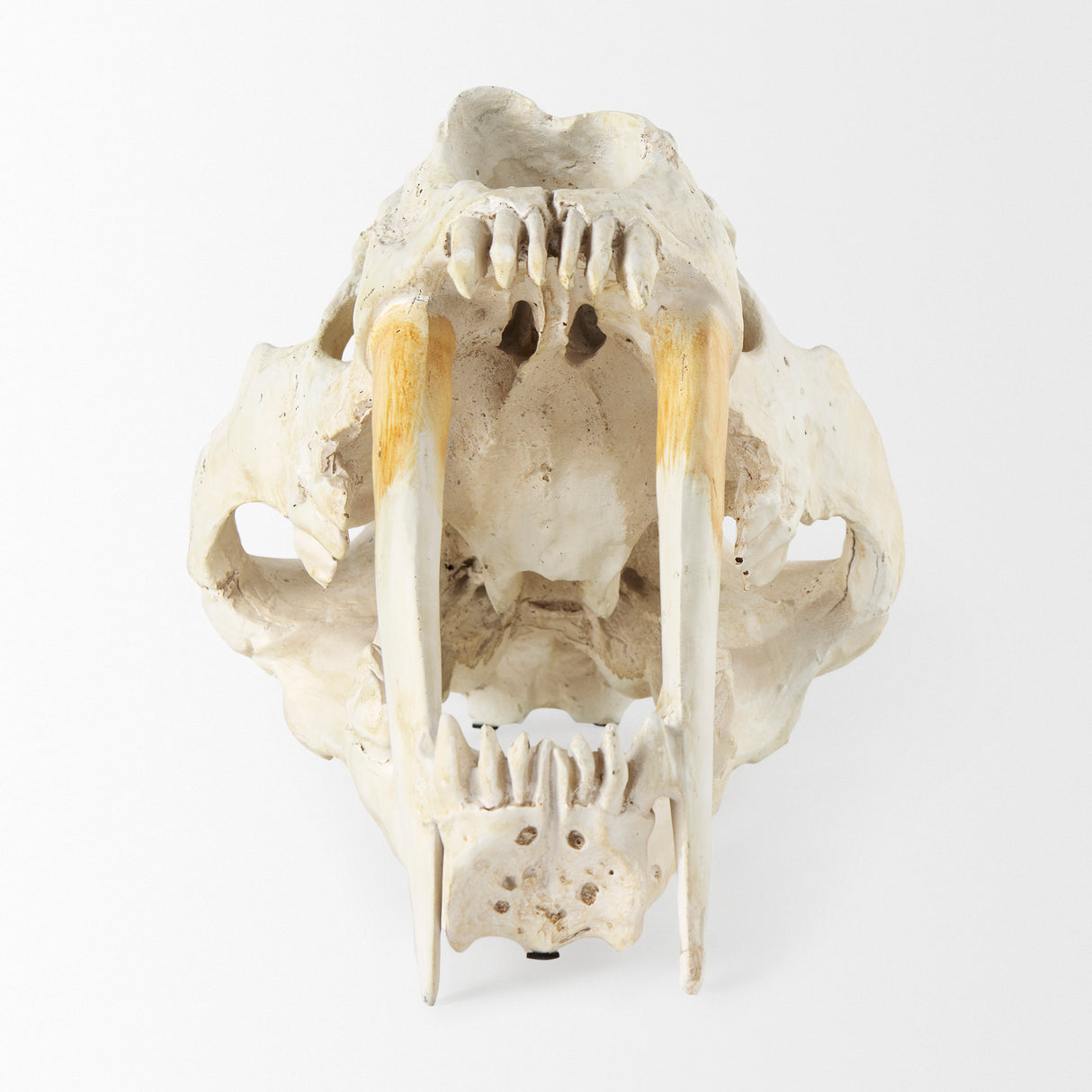 Fozzil 9L x 9W Resin Sabretooth Skull Replica from Mercana - Luna Furniture