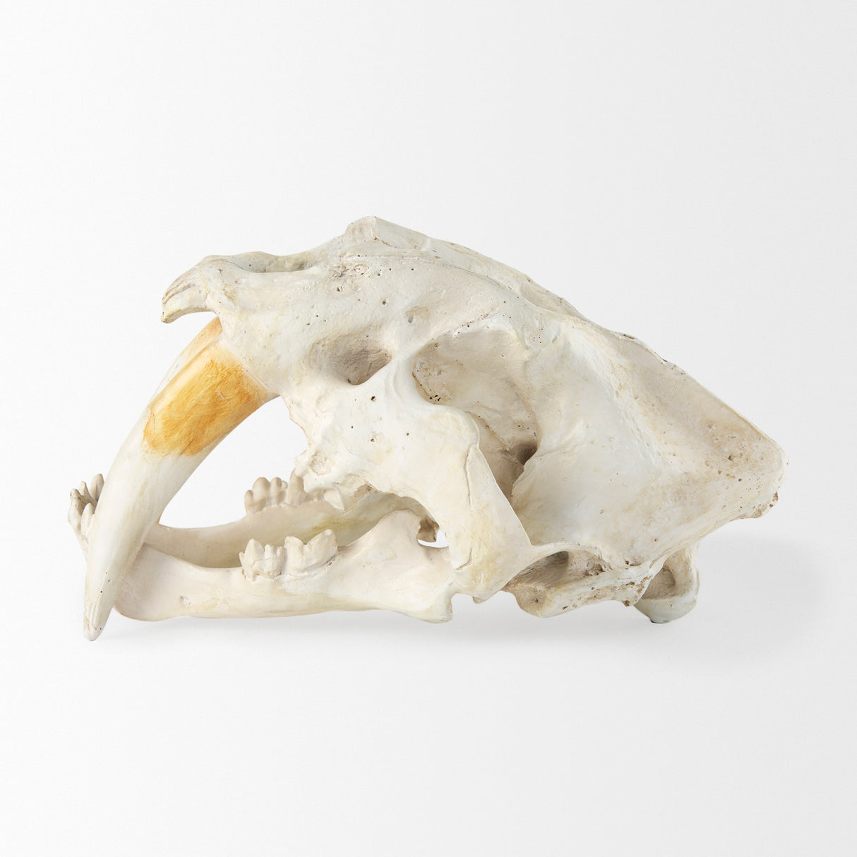 Fozzil 9L x 9W Resin Sabretooth Skull Replica from Mercana - Luna Furniture