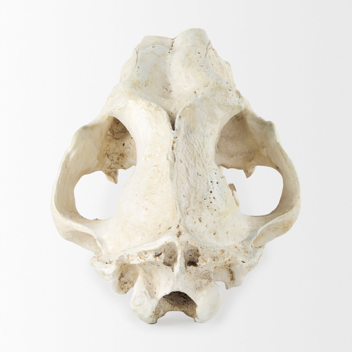 Fozzil 9L x 9W Resin Sabretooth Skull Replica from Mercana - Luna Furniture