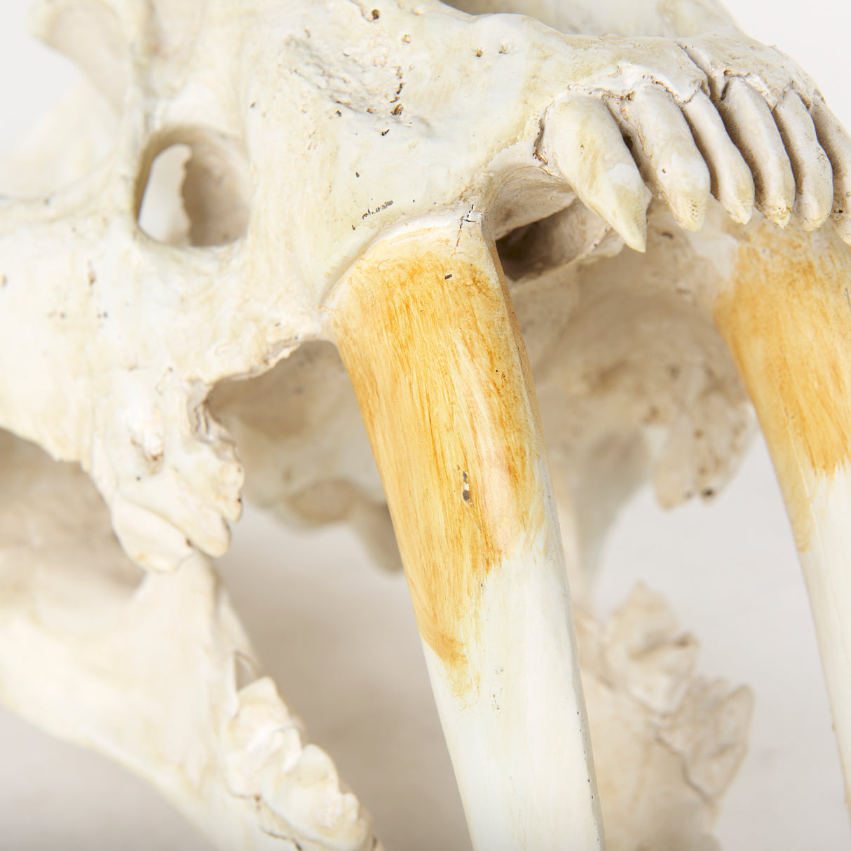 Fozzil 9L x 9W Resin Sabretooth Skull Replica from Mercana - Luna Furniture